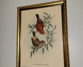 Antique Lithograph by J. Gould