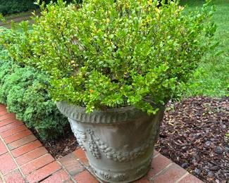 #215 Concrete Pot w/Boxwood Shrub - 20" Tall Pot - You Move $70.00