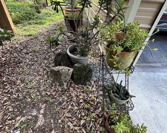 Plants, lots of assorted pots/plants