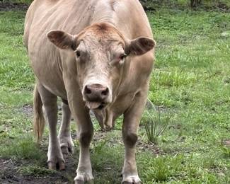 Bull for sale. Beautiful calves. Does well at market.