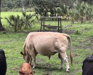 Bull and calf