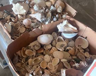 Sea shells