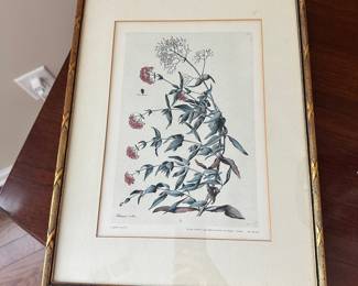 D29 - $30. Jacopo Ligozzi Print. 12.5 x 16.5