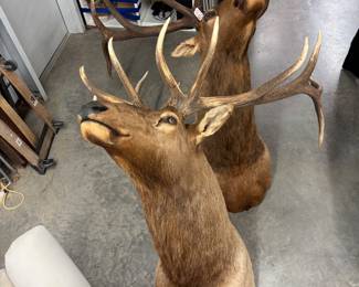2 Large elk mounts