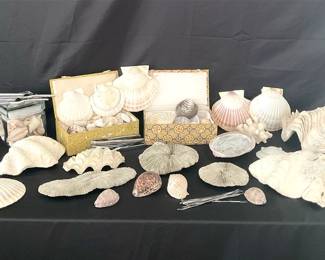 Shell We