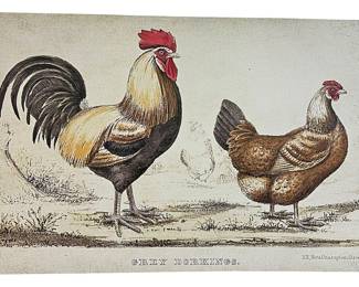 Grey Dorkings Rooster Hen Canvas Print
