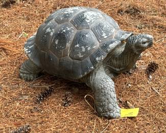 Large Concrete Turtle