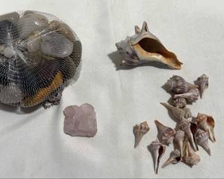 Rocks And Shells