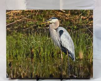 Gazing Great Blue Print Photo A Of Great Blue Heron