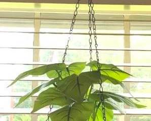 106 - Hanging Planter with Plant - 6" x 7"