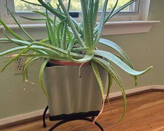 Live plants