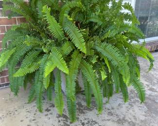Large Ferns / Pots