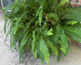 Large Ferns