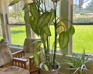 Live plants
