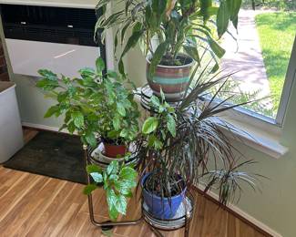Plant stand / plants