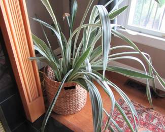 Beautiful plants everywhere!