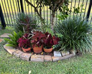Misc Love Potted Plants