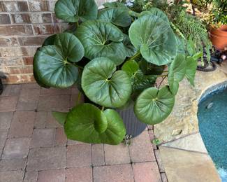 Live Plant in Large Planter.
Leopard Plant, also known as Giant Leopard Plant or Tractor Seat Plant (Farfugium japonicum or Ligularia tussilaginea)