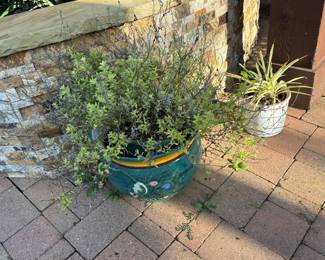Live Plant in Painted Pot