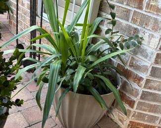 Live Plants in Ceramic Pot