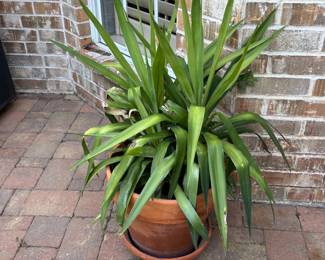 Large Live Plant in terracotta planter