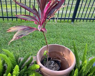 Potted Live Plant