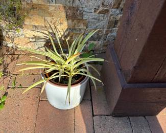 Live Plant