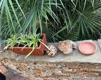 Love plants in Terracotta planter