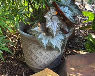 Live Plant in planter