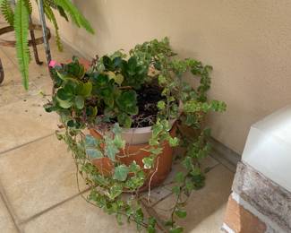 Live Plants
