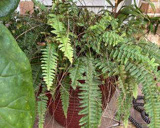 Live Plant in Planter