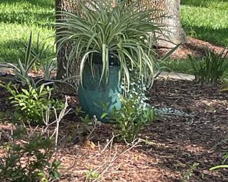 Life Plant