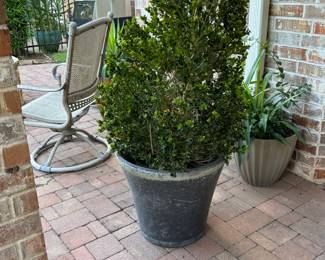 Live Plant in Ceramic Pot