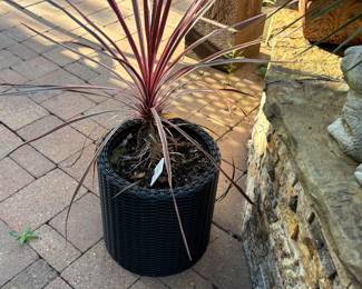 Live plant in large planter