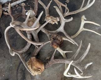 Antlers