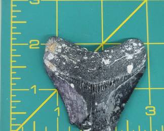 Megalodon Shark Tooth Fossil