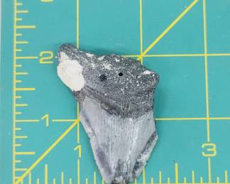 Megalodon Shark Tooth Fossil