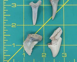 Shark Tooth Fossils Lot of 4