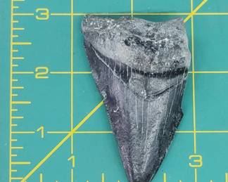 Megalodon Shark Tooth Fossil