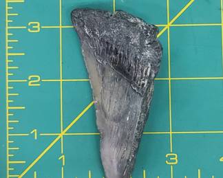 Megalodon Shark Tooth Fossil