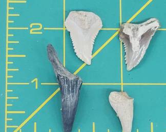 Shark Tooth Fossils Lot of 4