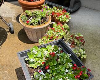FLOWERS IN POTS