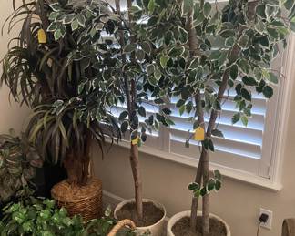 Indoor plants