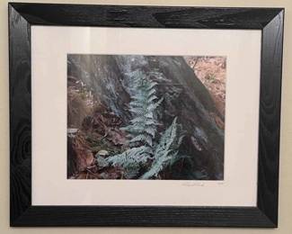Vine, Limited Print, Signed and numbered