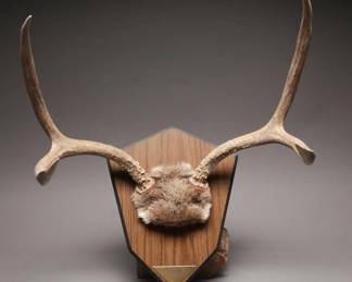Deer Antler Display on Wood Wall Plaque