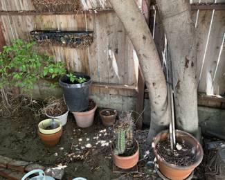 Pots and plants