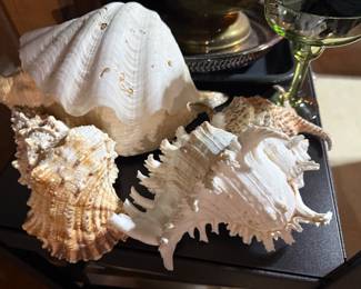 Shell Collections