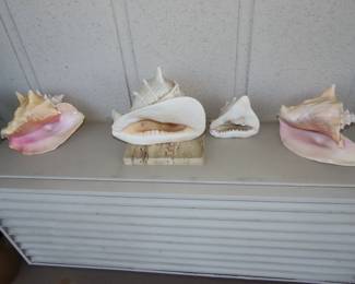 Large shells.