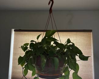 HANGING PLANT