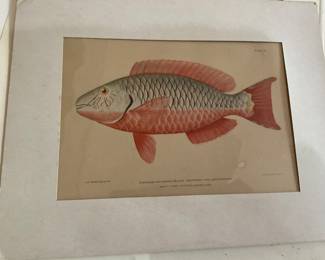 Fish print